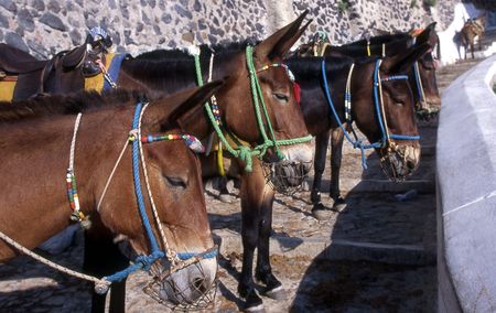 Mulesの写真素材