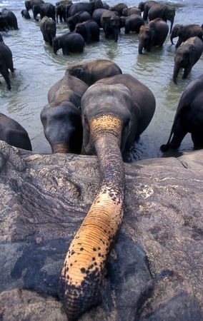 Elephantの写真素材