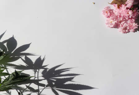 White background poster with cannabis leafs and their sun shadows, and pink flowers in the angle.