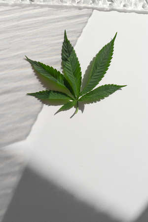 Green Cannabis plant leaf on a flat clean white background, with a sun shadows and a flat transparent relief glass.の写真素材
