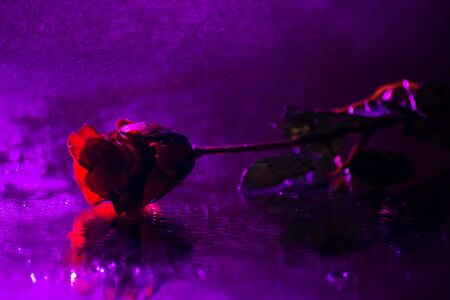 Romantic lighting rose on the streetの写真素材