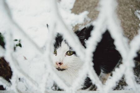 Black cat thru the fence