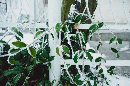 frozen leaves in winter timeの写真素材