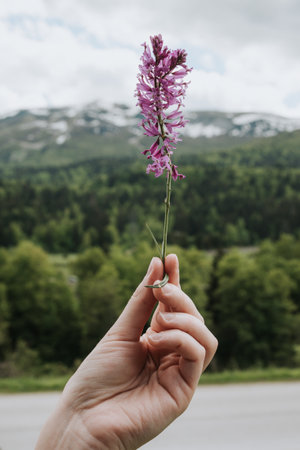 Female hand holding a wild purple flower on the background of mountains.の写真素材