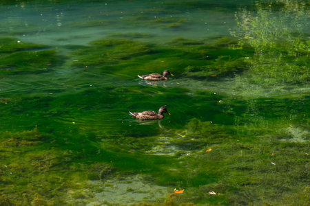 Ducks swim in the lake in the park. Selective focus.の写真素材