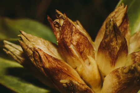 Close-up of a flower bud on a dark background. Macroの写真素材