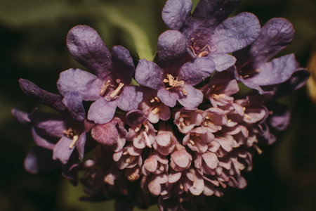A macro shot of a purple flower with a shallow depth of field.