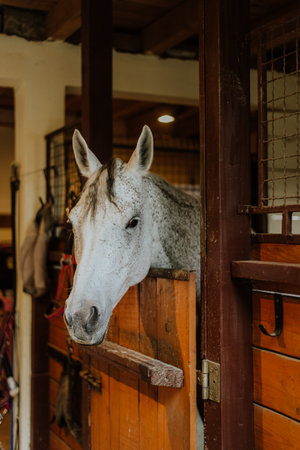 White horse in the stable. Portrait of a white horse in the stable.の写真素材