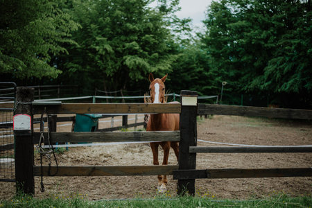 Two horses in the paddock of a ranch in the summer.の写真素材