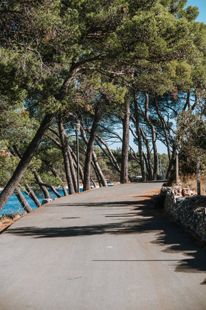 Pine trees along the road to the sea on a sunny day