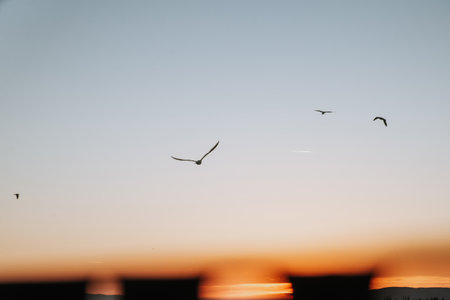 Silhouettes of seagulls flying in the sunset skyの写真素材
