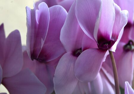 Pink Cyclamenの写真素材