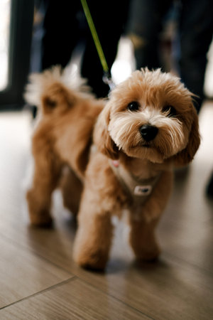 Adorable small fluffy dog with cute face and expressive eyes indoors, standing on wood floor, looking at cameraの写真素材
