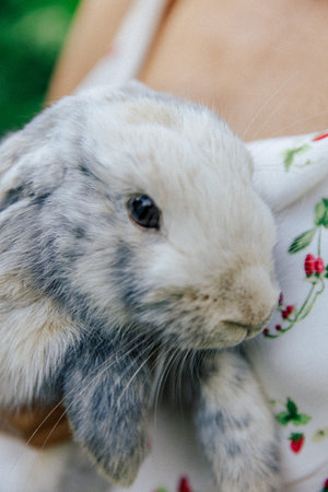 Adorable baby rabbit cuddling on a floral pillow with soft lighting, capturing innocence, cuteness, and nature-inspired decorの写真素材
