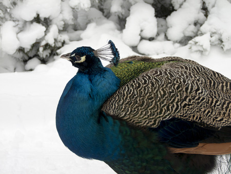 Peacock on snow in the background snow-covered bushesの写真素材