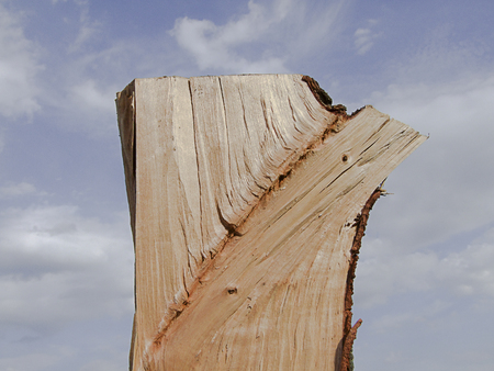 Halved wood logs against the sky in the structure of the remainder of the branchの写真素材
