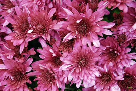 set of fuchsia flowers for Valentine's