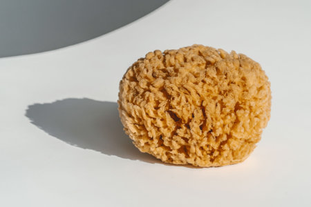 Natural sea sponge on a white backgroundの写真素材