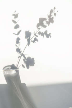 A gray shadow of leaves on a white wall. Space for the text.の写真素材