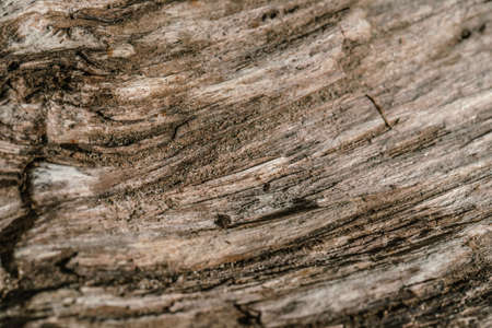 The texture of untreated old wood with cracks.の写真素材