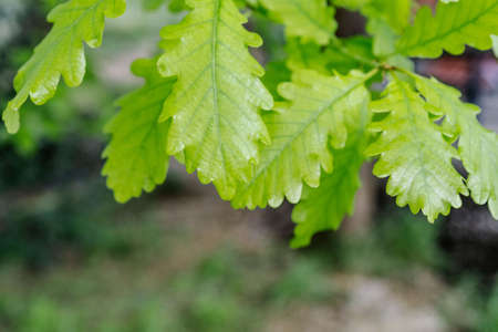 Natural background with green juicy oak leaves