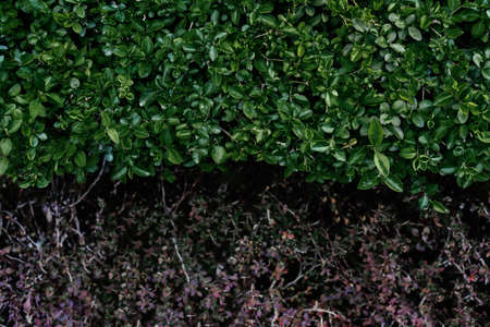 Natural background of green leaves in the park.の写真素材