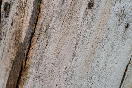 Background with the texture of an old stump.