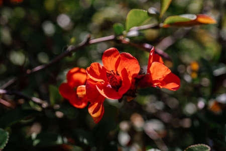A branch of flowering chaenomeles in a Japanese garden in spring.の写真素材