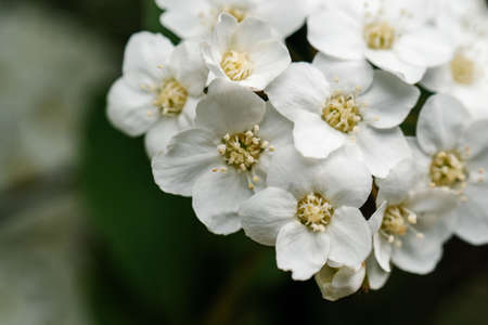 A flowering branch of Cantonese spirea in nature.の写真素材