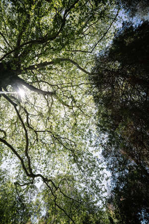 Giant redwood tree view from below to the sky through the branches.の写真素材