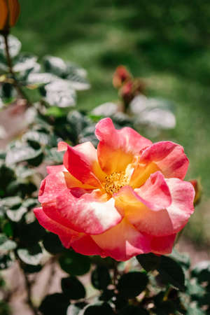 Blooming flower in nature in the garden in spring.の写真素材