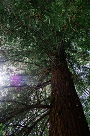 Giant redwood tree view from below to the sky through the branches.の写真素材