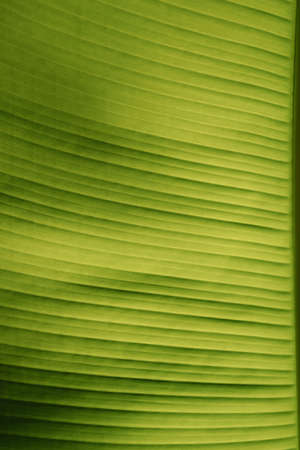 Textured Abstract Background of Banana tree leave.の写真素材