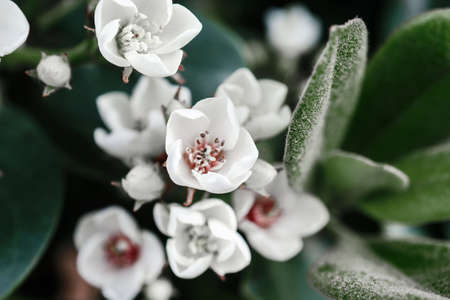 Blooming pear in nature in the garden in spring.の写真素材