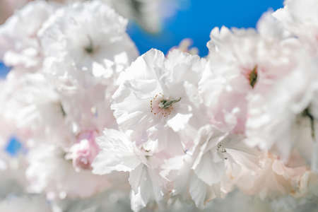 Cherry blossoms on a branch with a blurred background.の写真素材