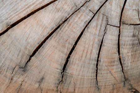 Background with the texture of an old stump.の写真素材