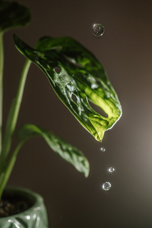 Drops drip on the leaves of domestic plants.の写真素材