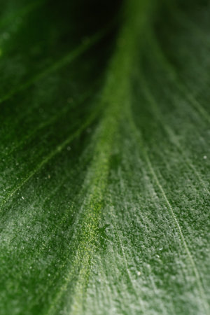 Macro photography of plant leaves on a dark background.
