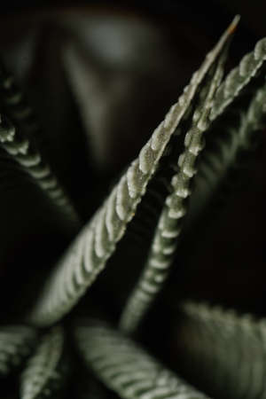 Macro photography of plant leaves on a dark background.の写真素材