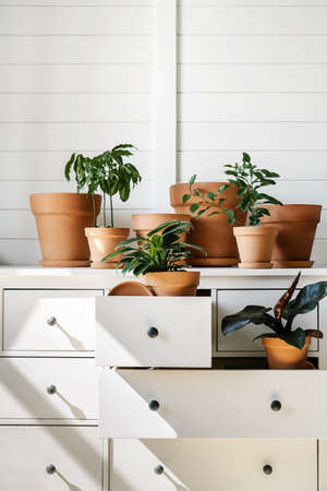Lots of flower pots on the dresser.の写真素材