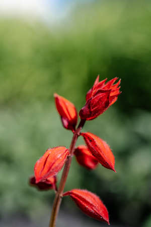 Red salvia splendens on a natural green background.の写真素材