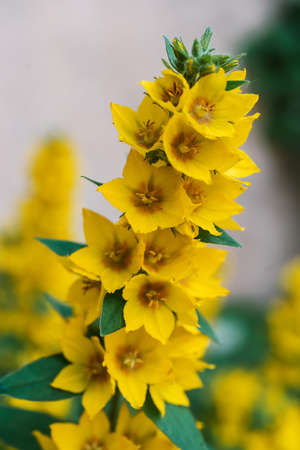 Yellow lusimachia punctata on a natural green background.