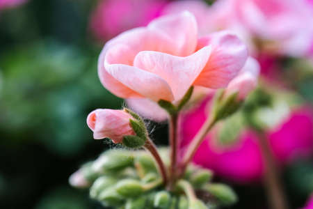 Pink pelargonium zonale flower on a natural green background.