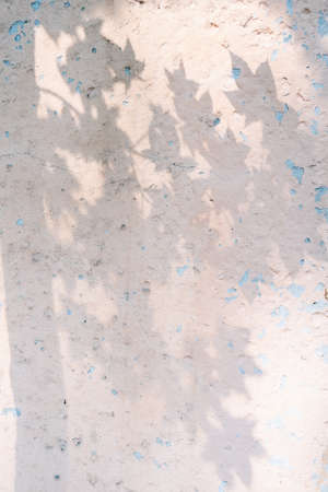The shadow of the tree leaves on the old beige wall.