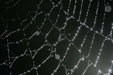 Cobwebs with drops after the morning rain.の写真素材