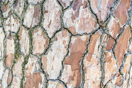 Natural background with the texture of the bark of a real tree.