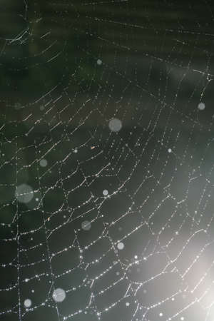 Cobwebs with drops after the morning rain.