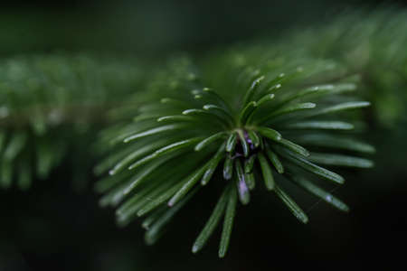 The branch of the Christmas tree in close-up.の写真素材