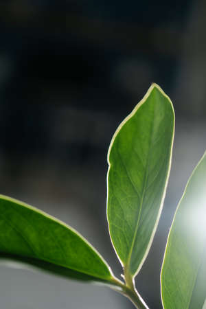 The leaf of the house plant is close.の写真素材