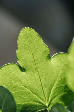 The leaf of the house plant is close.の写真素材
